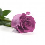 Rosa-Natura-Preservada-Purpura