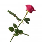 Rosa-Natura-Preservada-Roja